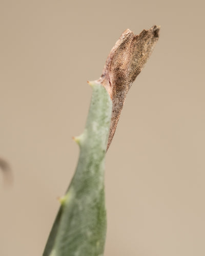 Detailaufnahme einer Aloe Vera mit brauner Spitze.