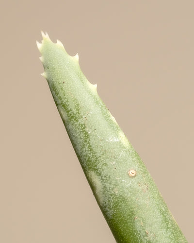 Detailaufnahme von einer Aloe Vera bei der die Struktur und die zacken gut ersichtlich sind