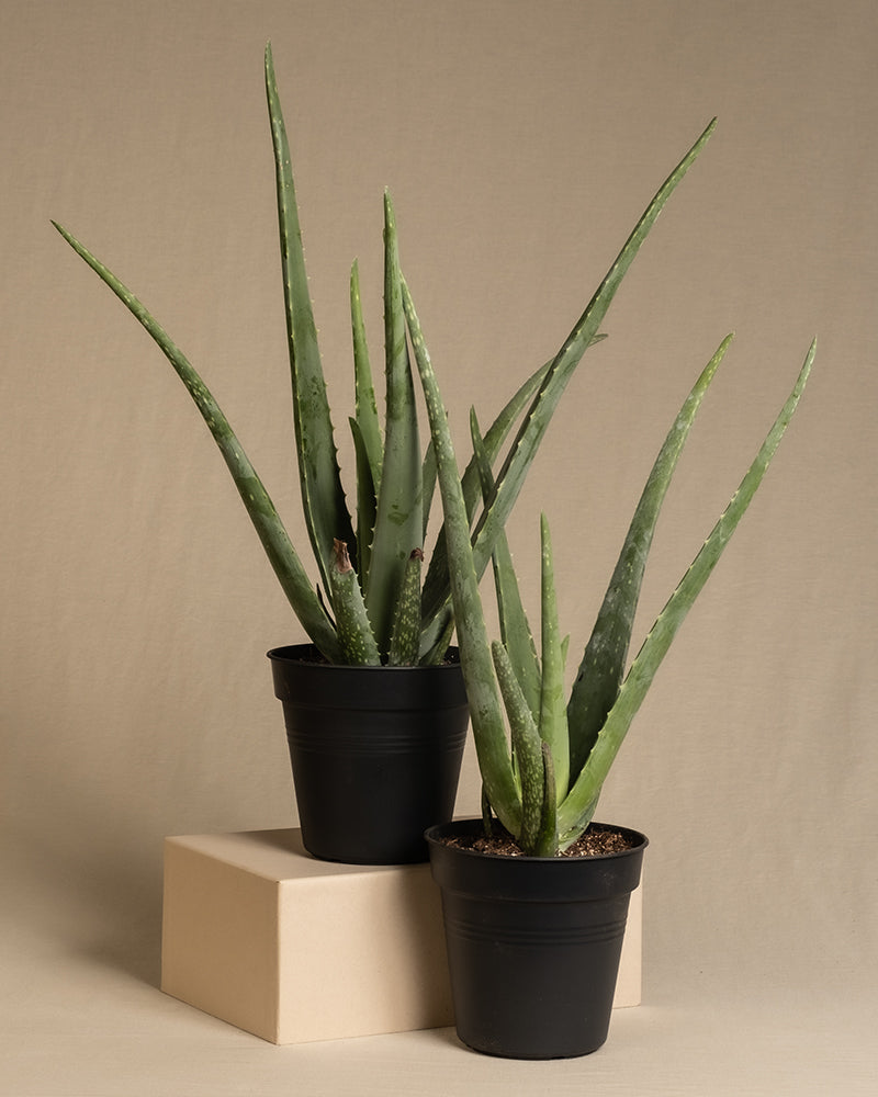 zwei Aloe Veras ohne Übertopf auf baigem Hintergrund.