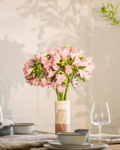 Alstroemeria rosa