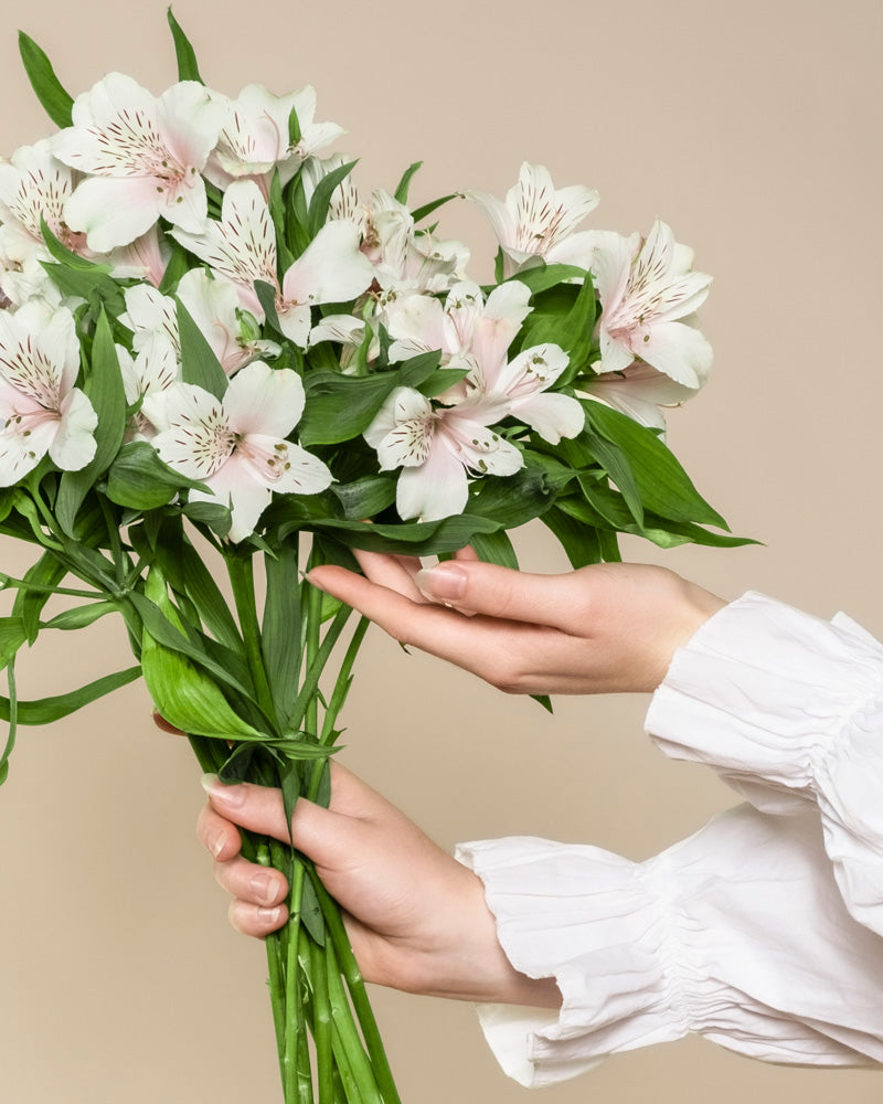 Nahaufnahme von zwei Händen, die einen Strauß Alstroemeria weiß in zartem Weiß und Blassrosa mit grünen Blättern halten und präsentieren, vor einem neutralen beigen Hintergrund.