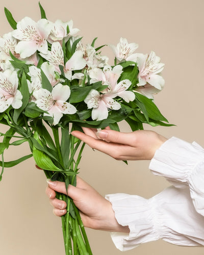 Nahaufnahme von zwei Händen, die einen Strauß Alstroemeria weiß in zartem Weiß und Blassrosa mit grünen Blättern halten und präsentieren, vor einem neutralen beigen Hintergrund.