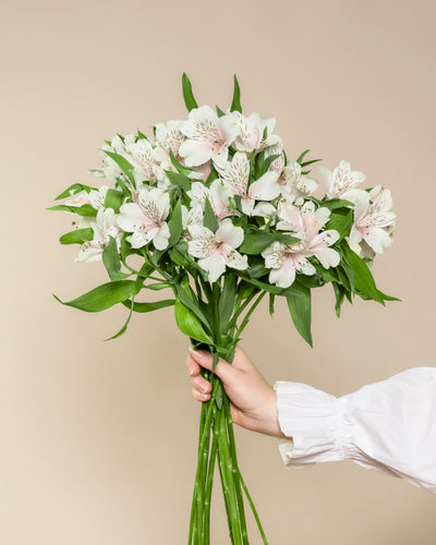 Eine Hand in weißem Ärmel hält einen Strauß aus Alstroemeria weiß mit grünen Blättern vor beigem Hintergrund - ein Arrangement, das pure Lebensfreude und gute Laune versprüht.