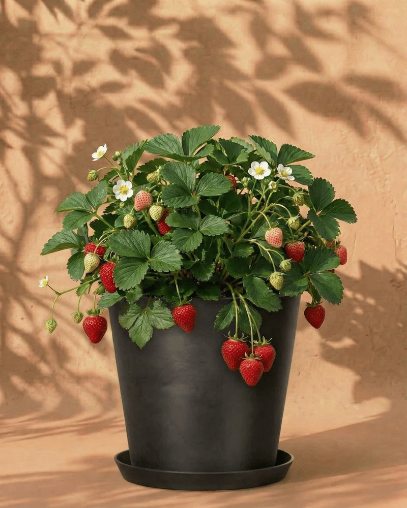 Eine Erdbeere (Wurzelstock) mit grünen Blättern, weißen Blüten und reifen roten Früchten wächst in einem schwarzen Topf auf einer passenden Untertasse vor einem beigen Hintergrund mit weichen Pflanzenschatten.