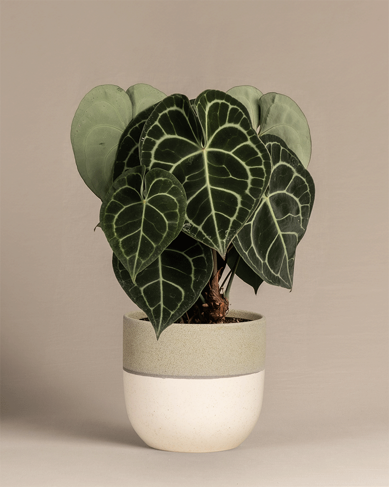 Eine Anthurium clarinervium in bunten Keramiktöpfen der Kollektion 'Variado'.