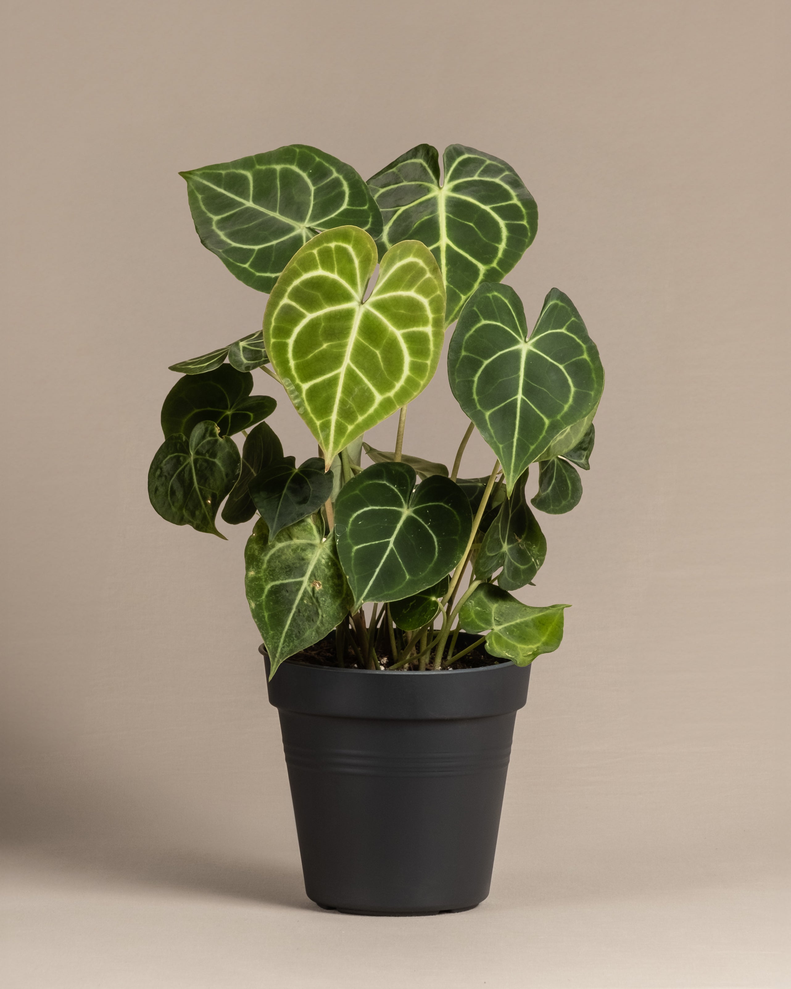 Anthurium clarinervium mit großen herzförmigen grünen Blättern und auffallend hellen Adern sitzt in einem schlichten schwarzen Topf vor einem beigen Hintergrund.
