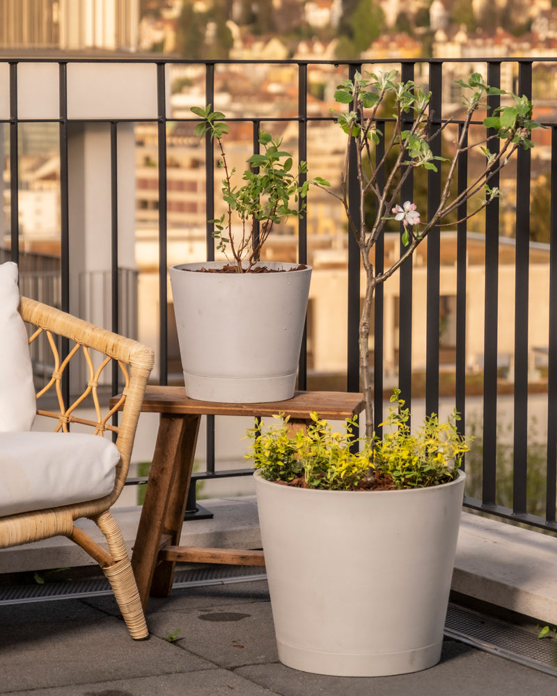 Auf einem gemütlichen Außenbalkon steht ein Korbstuhl mit weißem Kissen neben einem kleinen Holzhocker. Auf dem Hocker und dem Boden stehen zwei große, weiße Töpfe mit Bodendecker-Euonymus-Pflanzen (6er-Set), vor einem Metallgeländer mit einer urbanen Stadtlandschaft im Hintergrund.