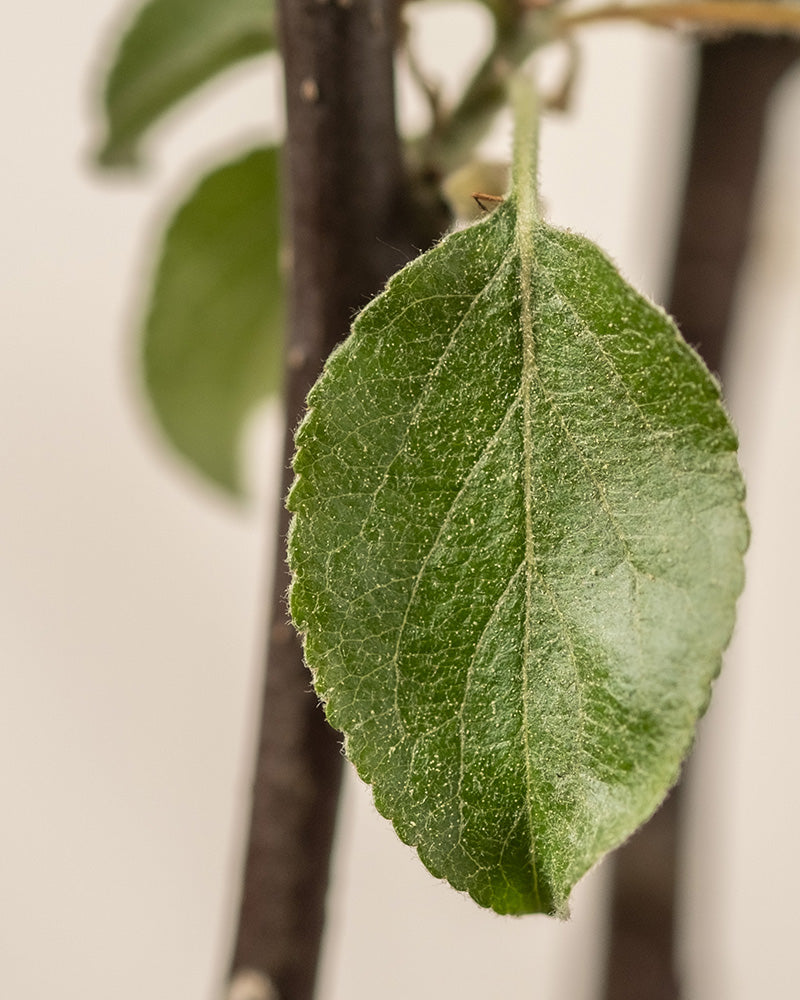 Detailaufnahme Apfelbaumblatt