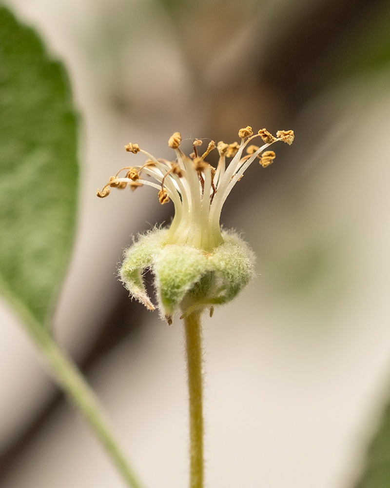 Detailaufnahme Apfelbaumblüte