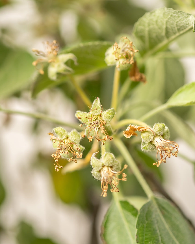 Detailaufnahme Apfelbaumblüte