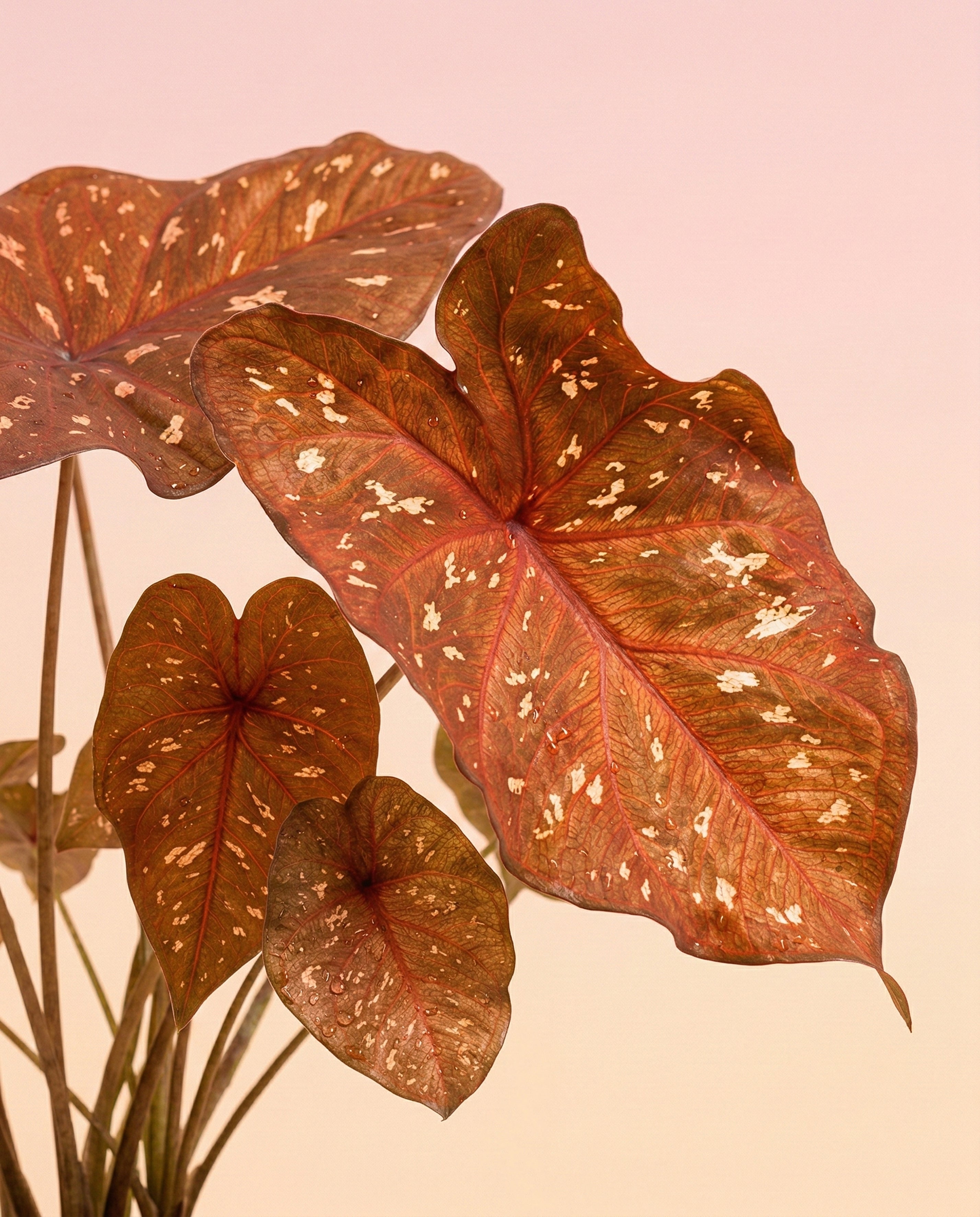 Caladium 'Burning Heart'