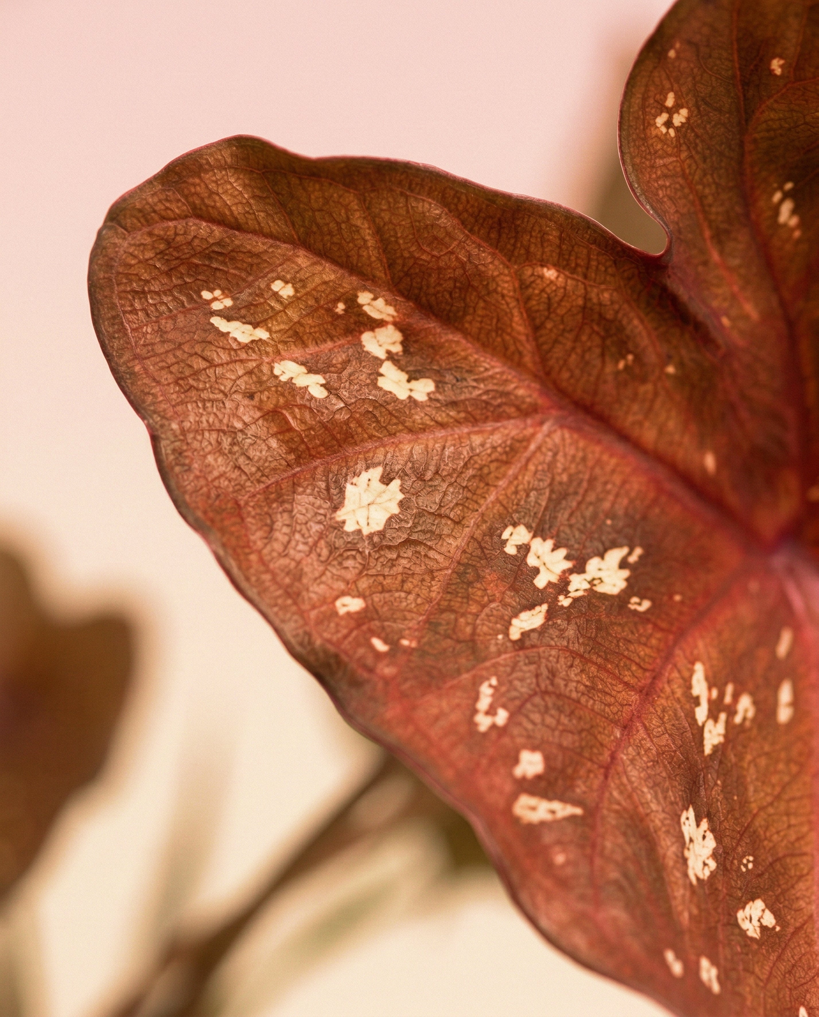 Caladium 'Burning Heart'