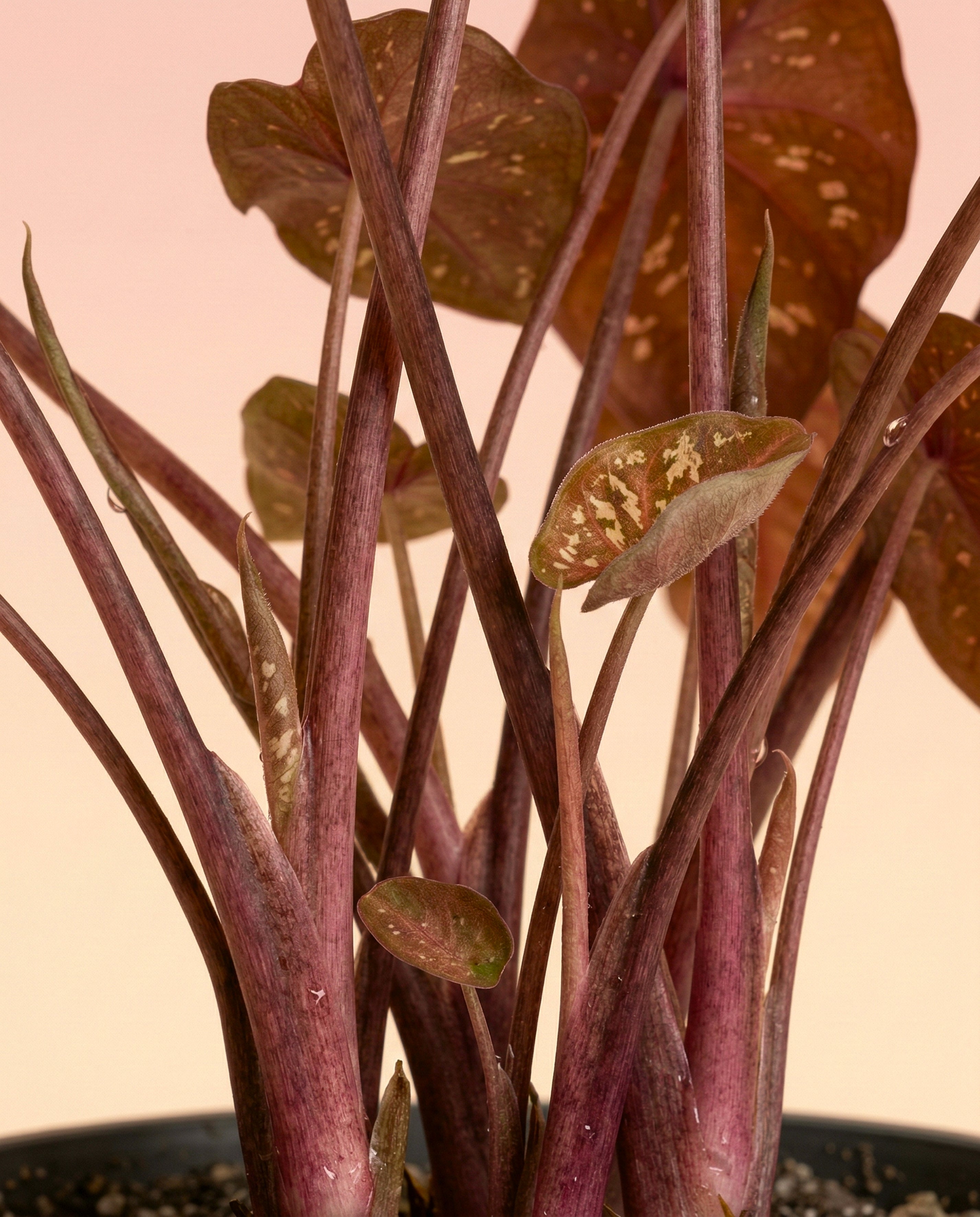 Caladium 'Burning Heart'