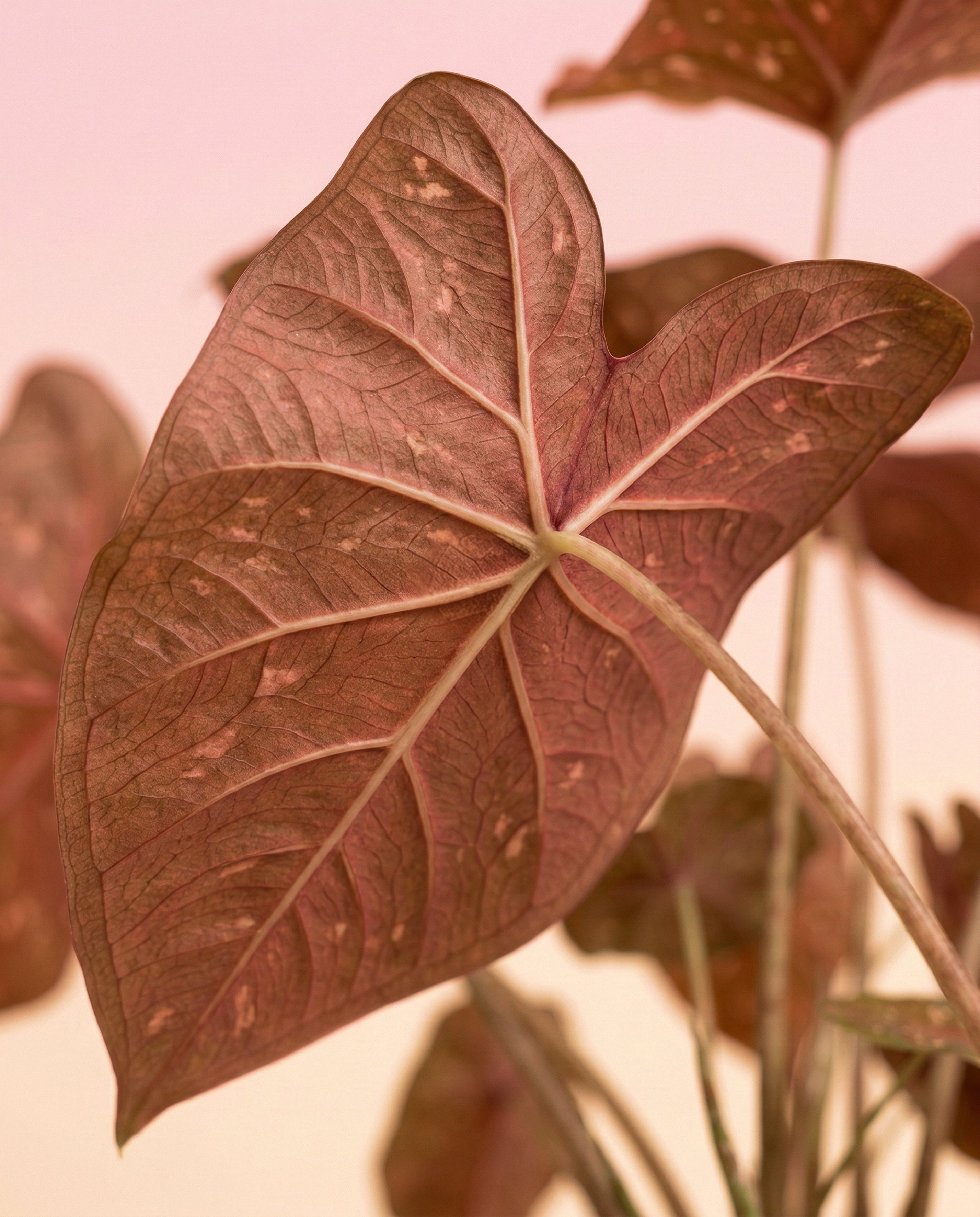 Caladium 'Burning Heart'