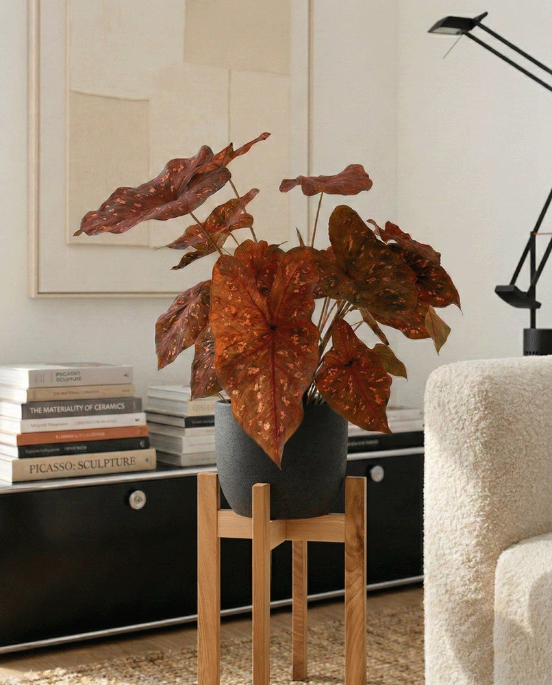 Caladium 'Burning Heart'