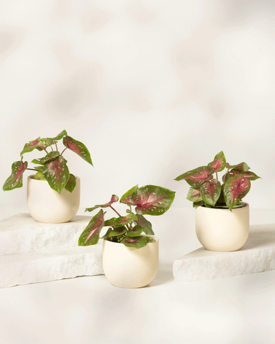 Baby Caladium 'Casey' (3er Set)