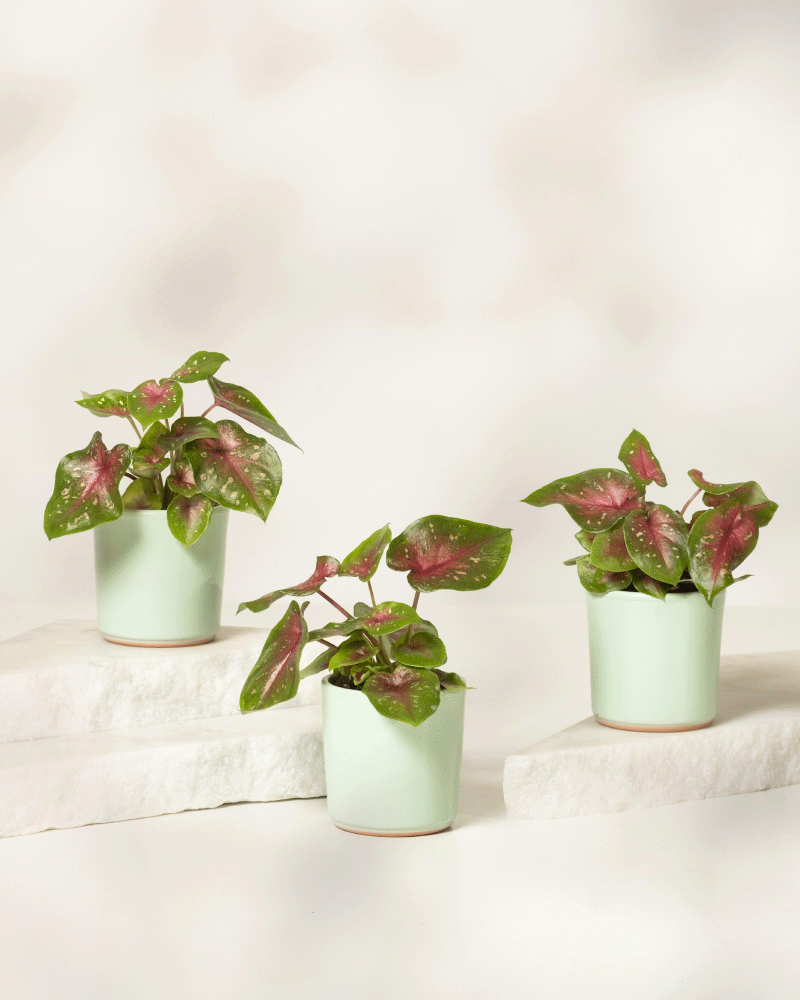 Baby Caladium 'Casey' (3er Set)