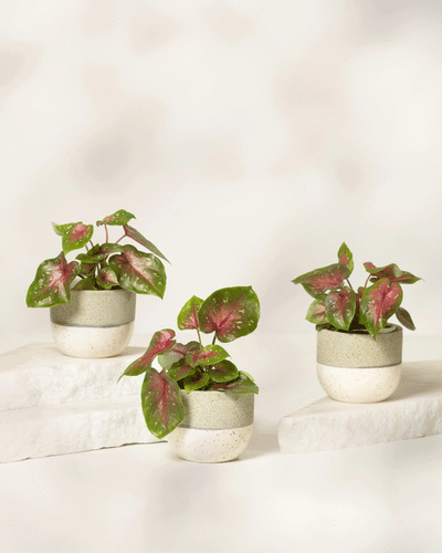 Baby Caladium 'Casey' (3er Set)