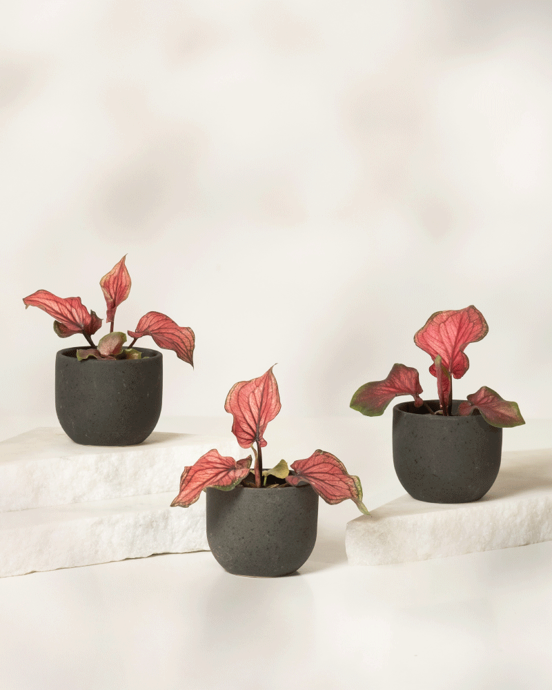 Das Baby Caladium 'Lucia' (3er-Set) besteht aus drei kleinen schwarzen Töpfen mit leuchtend rosa und grünen Blättern, die auf weißen Steinplatten vor einem hellen, neutralen Hintergrund angeordnet sind.