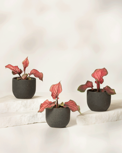 Das Baby Caladium 'Lucia' (3er-Set) besteht aus drei kleinen schwarzen Töpfen mit leuchtend rosa und grünen Blättern, die auf weißen Steinplatten vor einem hellen, neutralen Hintergrund angeordnet sind.