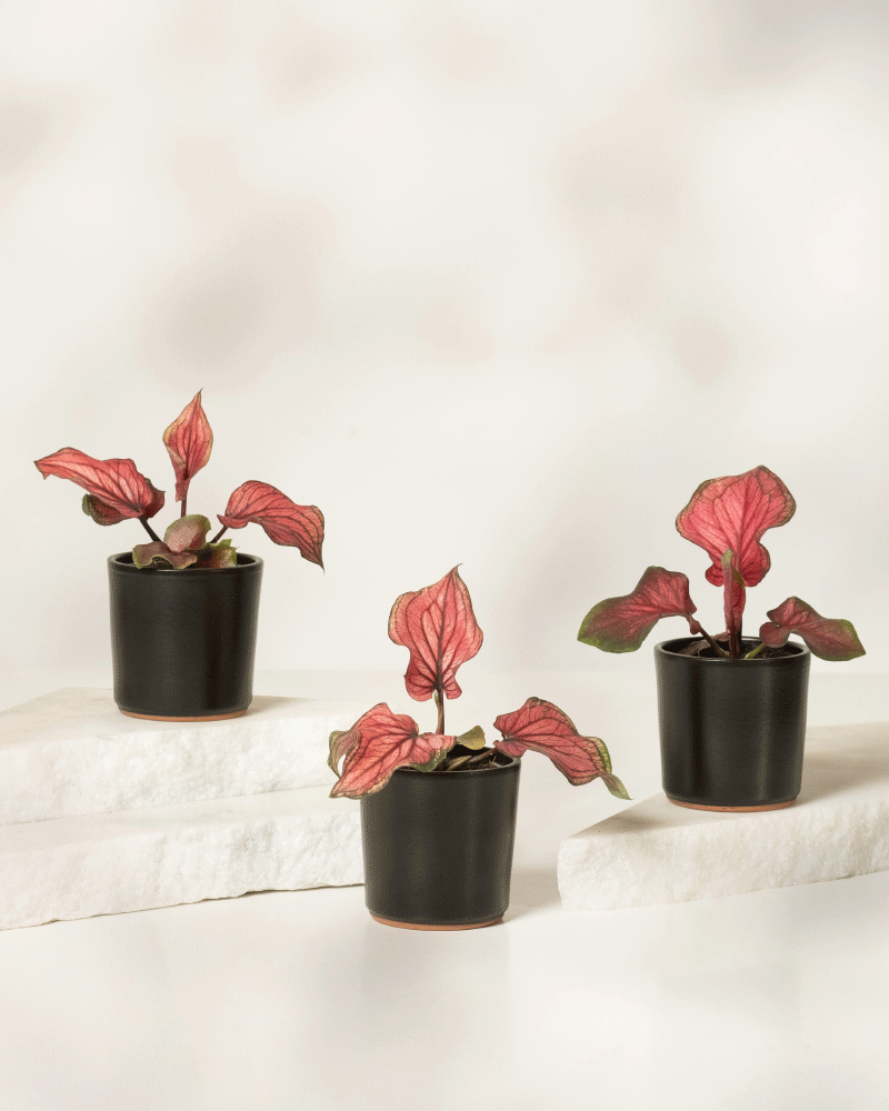 Das Baby-Caladium „Lucia“ (3er-Set) besteht aus drei kleinen Töpfen mit auffälligen rosa und grünen Blättern, die auf weißen Steinplatten vor einem neutralen Hintergrund angeordnet sind – perfekt für eine elegante Zimmerpflanzenpräsentation.