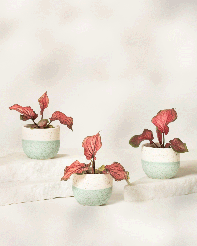 Das Baby-Caladium „Lucia“ (3er-Set) besteht aus drei kleinen Topfpflanzen mit rosa und grünen Blättern in hellgrünen und weißen modernen Töpfen, die auf weißen Steinplattformen präsentiert werden und so für einen frischen, stilvollen Zimmerpflanzen-Look sorgen.