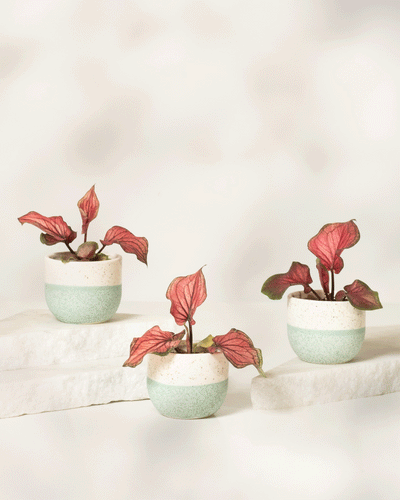 Das Baby-Caladium „Lucia“ (3er-Set) besteht aus drei kleinen Topfpflanzen mit rosa und grünen Blättern in hellgrünen und weißen modernen Töpfen, die auf weißen Steinplattformen präsentiert werden und so für einen frischen, stilvollen Zimmerpflanzen-Look sorgen.