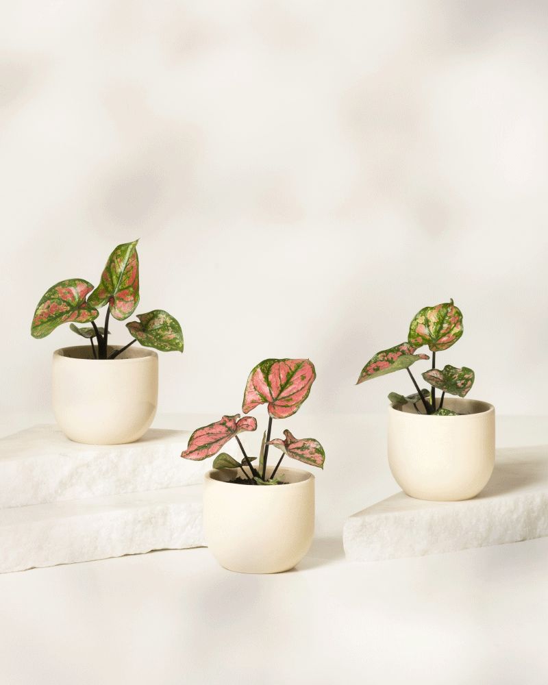 Drei Babytrio Caladium-Pflanzen „Purple Light“ mit auffälligen grünen und rosa Blättern stehen in cremefarbenen runden Töpfen auf weißen Steinplattformen vor einem leicht verschwommenen Hintergrund.