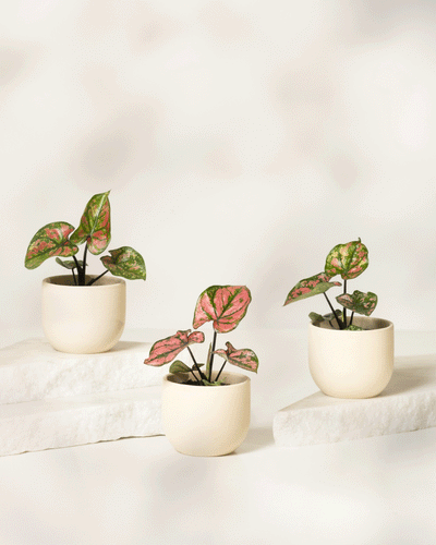 Drei Babytrio Caladium-Pflanzen „Purple Light“ mit auffälligen grünen und rosa Blättern stehen in cremefarbenen runden Töpfen auf weißen Steinplattformen vor einem leicht verschwommenen Hintergrund.