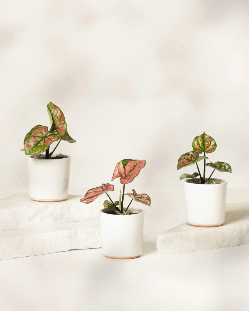 Das Babytrio Caladium „Purple Light“ mit grünen und rosa Blättern ist in einem einfachen weißen Topf auf einer weißen Steinplatte vor einem hellen, neutralen Hintergrund arrangiert.