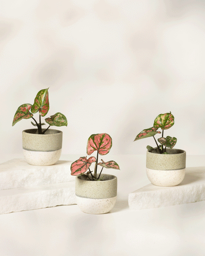 Babytrio Caladium „Purple Light“ präsentiert kleine Topfpflanzen mit bunten grünen und rosa Blättern in weißen Töpfen mit einem grauen Streifen auf der Oberseite, die auf strukturierten weißen Plattformen vor einem weichen, hellen Hintergrund präsentiert werden.