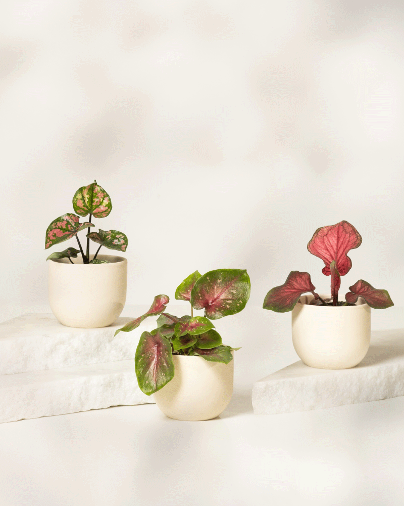 Das Baby Caladium gemischt (3er Set) besteht aus drei kleinen Caladium-Töpfen mit grünen und rosa Blättern, jeweils in einem einfachen, runden, cremefarbenen Topf, präsentiert auf weißen Steinplattformen vor einem hellen, neutralen Hintergrund.