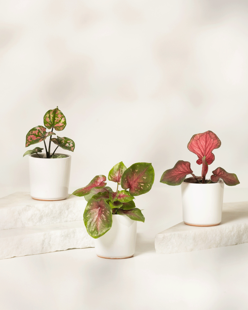 Das Baby Caladium gemischt (3er Set) besteht aus drei kleinen Caladium-Topfpflanzen mit auffälligen grünen und rosa Blättern, die jeweils in einem einfachen weißen Topf auf weißen Steinplatten vor einem sanft verschwommenen Hintergrund präsentiert werden.