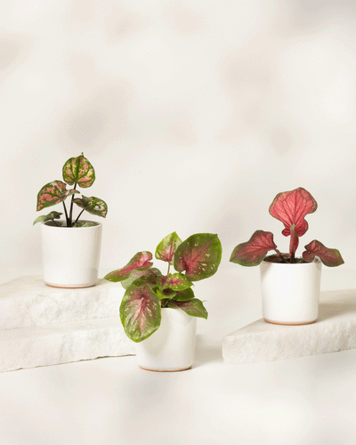 Das Baby Caladium gemischt (3er Set) besteht aus drei kleinen Caladium-Topfpflanzen mit auffälligen grünen und rosa Blättern, die jeweils in einem einfachen weißen Topf auf weißen Steinplatten vor einem sanft verschwommenen Hintergrund präsentiert werden.