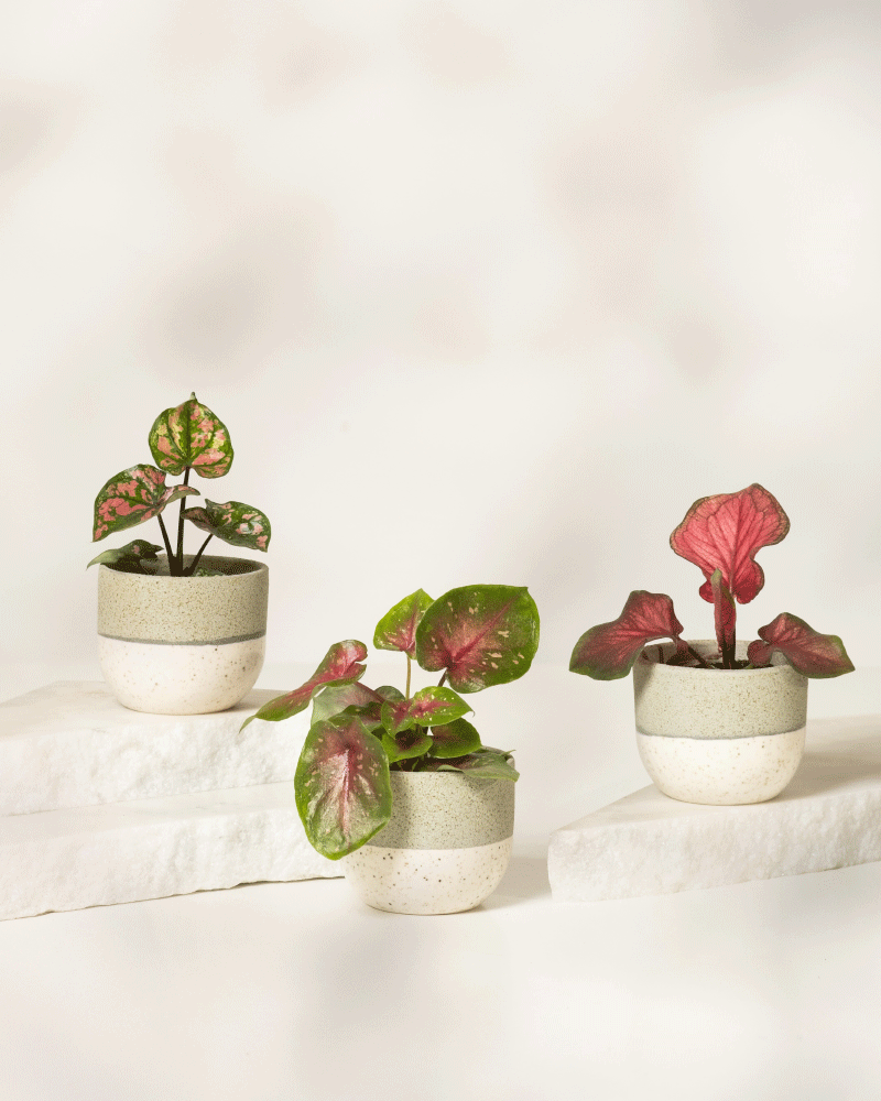 Das Baby Caladium gemischt (3er Set) besteht aus drei Topf-Caladiums mit leuchtend grünen und rosa Blättern in runden weißen und grauen Keramiktöpfen, die auf weißen Steinplatten vor einem neutralen Hintergrund präsentiert werden.