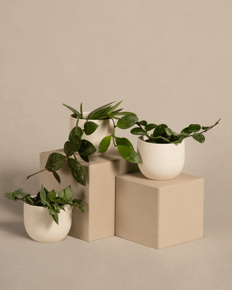 Vier weiße Keramiktöpfe mit Grünpflanzen, darunter ein bezauberndes Babypflanzen-Trio Hoya, sind auf und um drei beigefarbene Kartons angeordnet. Das Setup ist minimalistisch und vor einem schlichten beigen Hintergrund fotografiert. Die Pflanzen haben üppige, abwechslungsreiche Blätter, die der Szene einen Hauch von Natur verleihen.