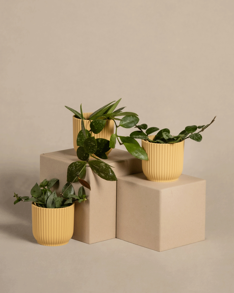 Drei gelbe, gerippte Pflanzgefäße mit verschiedenen Grünpflanzen, darunter ein Babypflanzen-Trio Hoya, stehen auf beigen Blöcken. Der Hintergrund ist in einem neutralen, hellbeigen Farbton gehalten, der die natürliche, minimalistische Ästhetik des Arrangements unterstreicht.