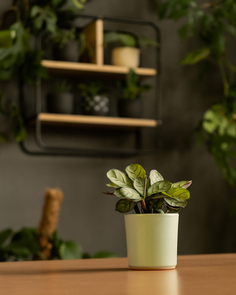 Eine kleine grüne Topfpflanze in einem Keramik-Babypflanzen-Topf „Sencillo“ steht auf einer Holzoberfläche. Im Hintergrund ist ein an der Wand montiertes Regal aus schwarzem Metall und Holz mit weiteren Topfpflanzen zu sehen. Die Szene hat eine minimalistische und natürliche Ästhetik, wobei das Grün für eine frische und beruhigende Atmosphäre sorgt.