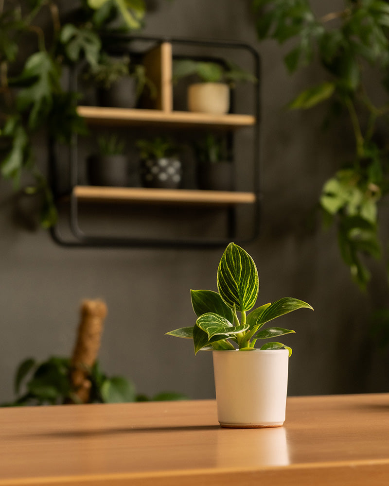 Eine kleine Topfpflanze mit bunten grünen Blättern steht in einem Keramik-Babypflanzen-Topf „Sencillo“ auf einem Holztisch. Im Hintergrund zeigt ein Wandregal mit vier Fächern verschiedene andere Feey-Babypflanzen, wobei Grün und Schatten zur ruhigen Atmosphäre beitragen.