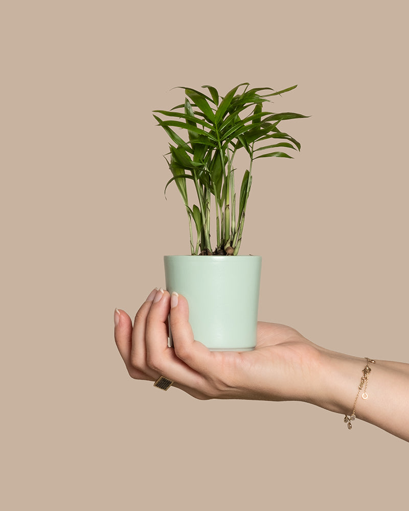 Eine Hand mit einem Armband hält eine kleine Baby-Bergpalme oder Chamaedorea elegans im Topf mit schlanken grünen Blättern in einem hellgrünen Topf vor einem beigen Hintergrund und erinnert so an tropische Vibes.