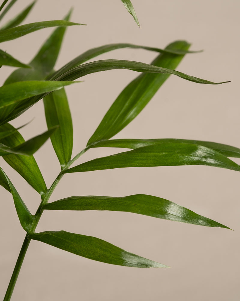 Eine detaillierte Nahaufnahme der langen, schlanken grünen Blätter der Baby-Bergpalme vor einem schlichten, neutralen Hintergrund. Die glänzenden Blätter mit den spitzen Enden sind deutlich zu erkennen und betonen die natürliche Textur und die subtile Schattierung, die ihre tropische Ausstrahlung hervorheben.