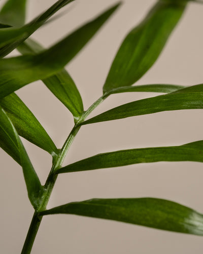 Nahaufnahme der grünen, länglichen Blätter der Baby-Bergpalme mit paralleler Blattaderung, die von einem zentralen Stamm abzweigen, vor einem weichen beigen Hintergrund. Die Blätter haben eine glatte und glänzende Textur und das Bild fängt die Details ihres natürlichen, lebendigen Grüns und ihrer tropischen Ausstrahlung ein.