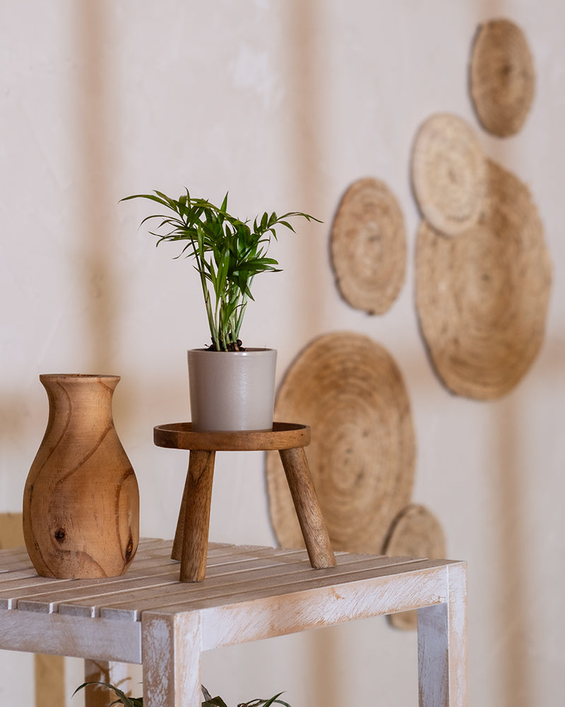 Eine kleine Baby-Bergpalme im Topf steht auf einem Holzhocker auf einem weiß getünchten Holztisch. Daneben steht eine Holzvase. Im Hintergrund sind kreisförmig gewebte Wandkunststücke in verschiedenen Größen zu sehen, die kunstvoll auf einer hellen Wand angeordnet sind und der Szene eine subtile tropische Atmosphäre verleihen.