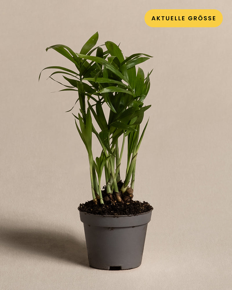 Eine kleine grüne Baby-Bergpalme mit schmalen Blättern gedeiht in einem dunkelgrauen Topf vor einem schlichten beigen Hintergrund. Ein gelbes Etikett in der oberen rechten Ecke mit der Aufschrift „AKTUELLE GRÖSSE“ verleiht subtile tropische Vibes.