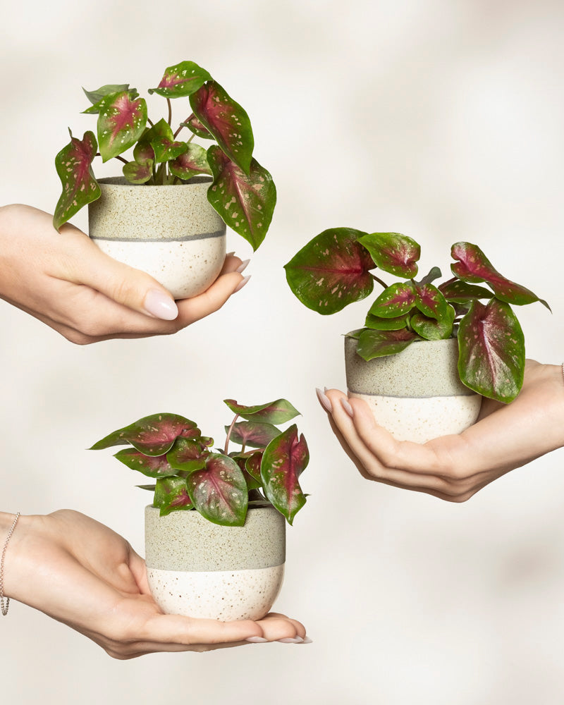 Baby Caladium 'Casey' (3er Set)