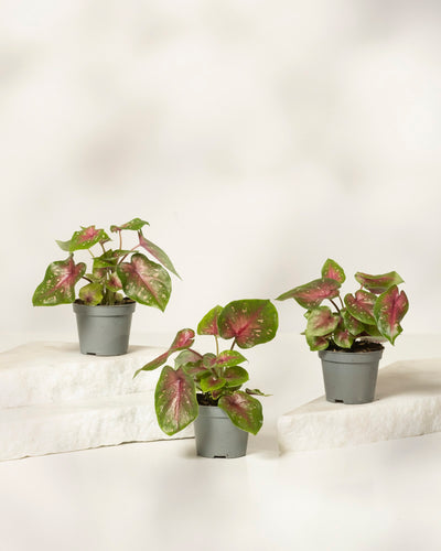 Baby Caladium 'Casey' (3er Set)