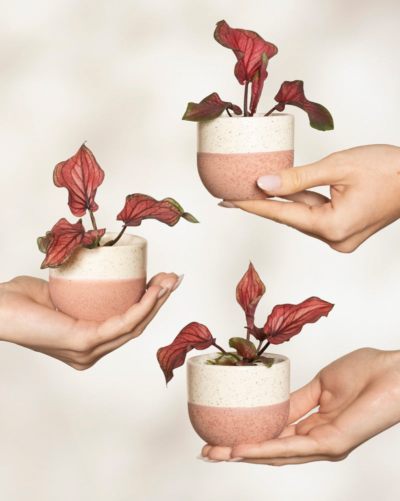 Drei Hände halten jeweils einen weißen Topf mit rosafarbenem Boden, in dem sich eine rotblättrige Baby-Caladium „Lucia“ (3er-Set) befindet, alles vor einem weichen, neutralen Hintergrund.