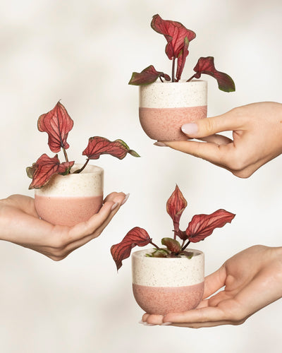 Drei Hände halten jeweils einen weißen Topf mit rosafarbenem Boden, in dem sich eine rotblättrige Baby-Caladium „Lucia“ (3er-Set) befindet, alles vor einem weichen, neutralen Hintergrund.