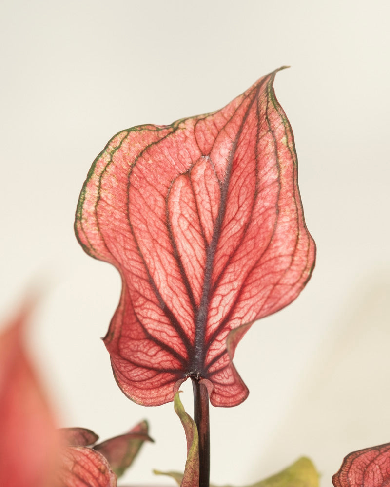 Eine Nahaufnahme eines Blattes der Baby-Caladium „Lucia“ (3er-Set) zeigt eine zarte, durchscheinende Textur mit markanten dunkelroten Adern, leicht grünen Rändern und einem hellen, neutralen Hintergrund.