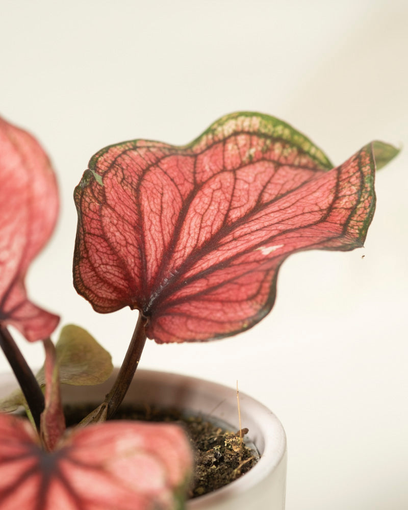 Nahaufnahme einer Baby-Caladium „Lucia“ (3er-Set) mit großen, herzförmigen Blättern mit rosa und grünen Adern, wobei das Hauptblatt scharf vor einem weichen, neutralen Hintergrund hervorsticht.